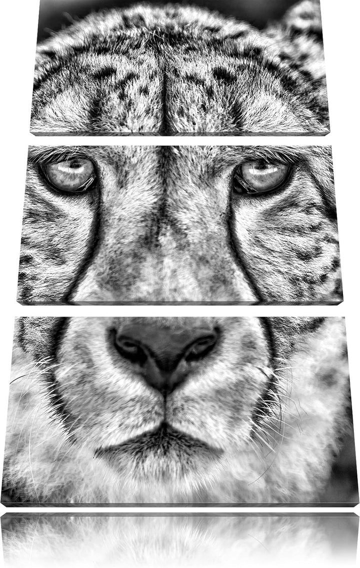 Pixxprint ruhender Gepard als Leinwandbild/Grösse: 3 Teilig (120x80) / Wandbild/Kunstdruck/fertig be