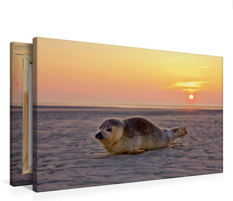 Premium Textil-Leinwand 75 x 50 cm Quer-Format Robbe am Strand von St. Peter-Ording | Wandbild, HD-B