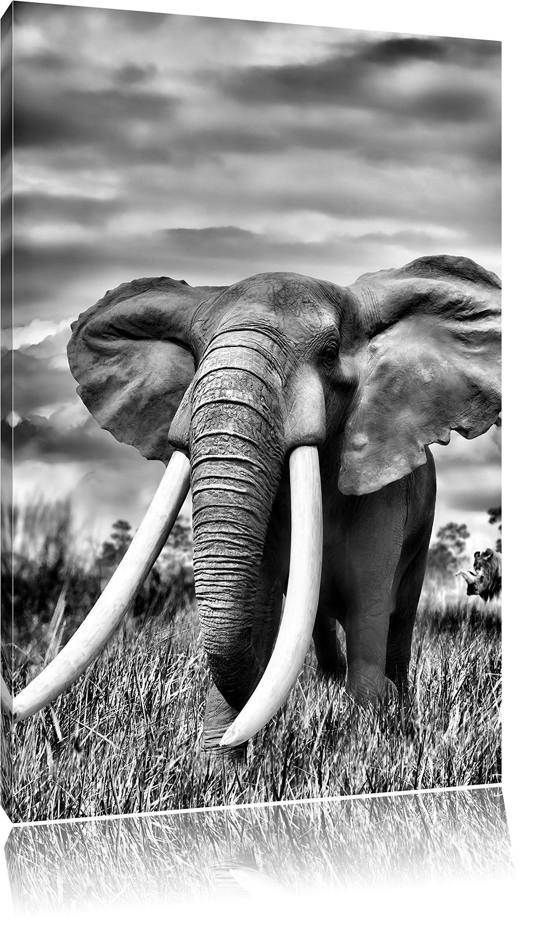 Pixxprint Stolzer Elefant in Savanne als Leinwandbild/Grösse: 100x70 cm/Wandbild/Kunstdruck/fertig b