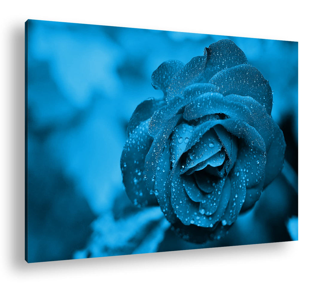 deyoli beeindruckende Blaue Rose Format 80x60 Effekt: Monocrome Blau als Leinwandbild, Motiv fertig