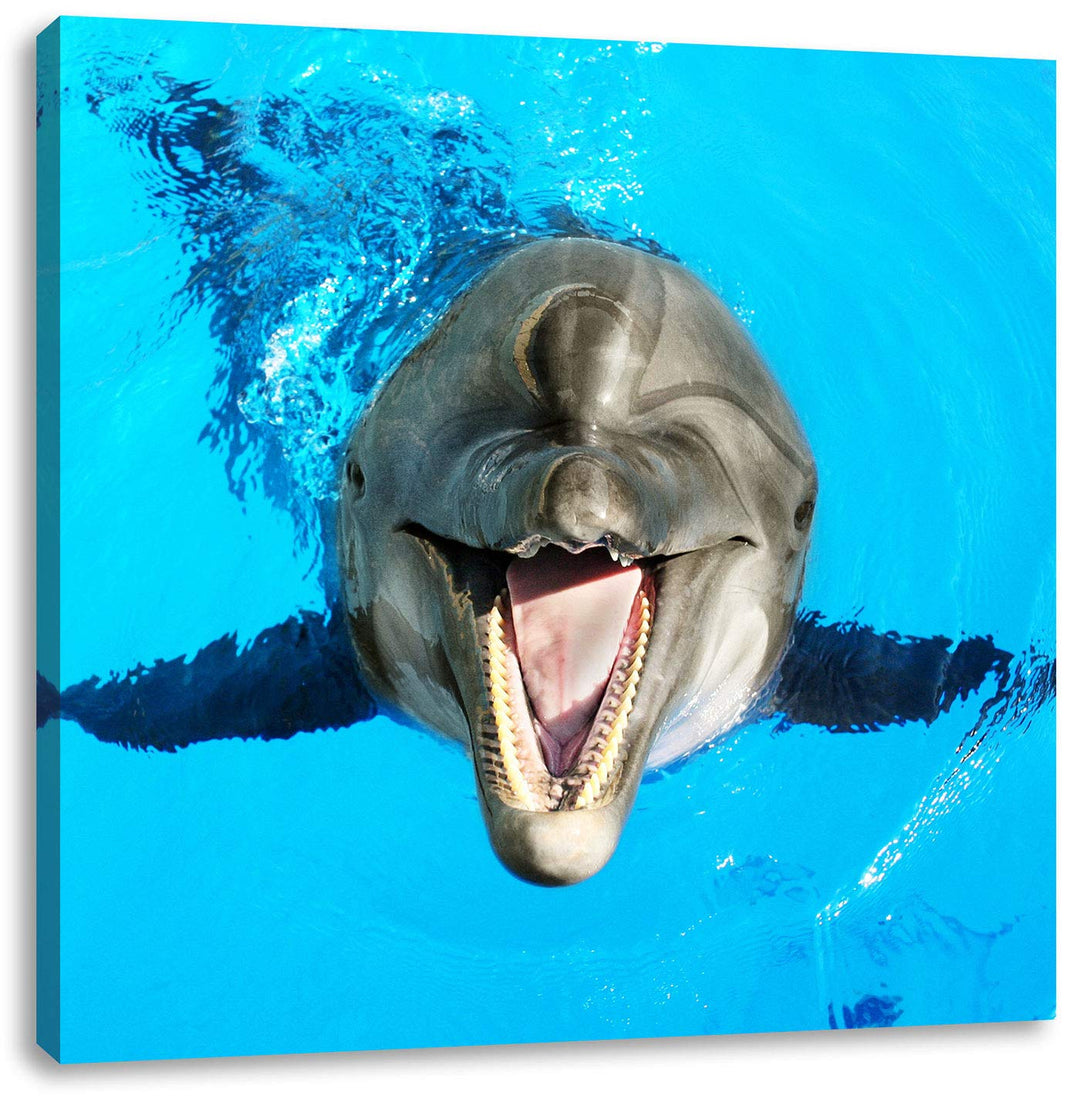 Pixxprint Delfin lacht, Format: 70x70 auf Leinwand, XXL riesige Bilder fertig gerahmt mit Keilrahmen