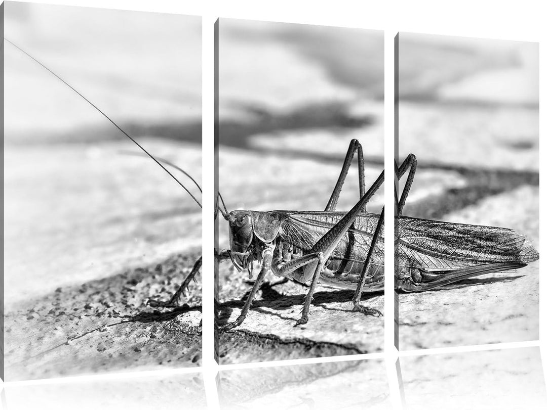 Pixxprint Elegante Heuschrecke als Leinwandbild/Grösse: 3 Teilig (120x80) cm/Wandbild/Kunstdruck/fer