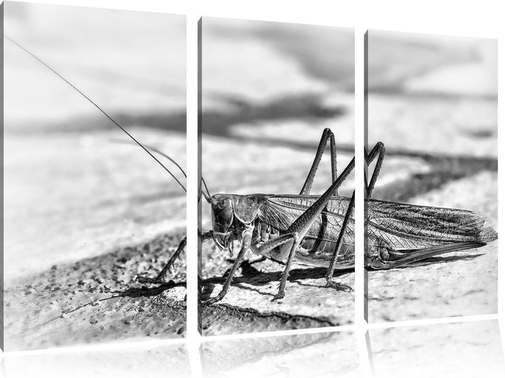 Pixxprint Elegante Heuschrecke als Leinwandbild/Grösse: 3 Teilig (120x80) cm/Wandbild/Kunstdruck/fer
