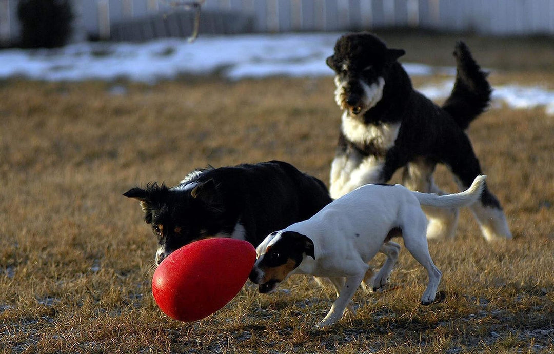 Jolly Pets Jolly Ei Hartplastik -Kugel für Pets Spass-Hunde Chewers Spielzeug Rot 20cm