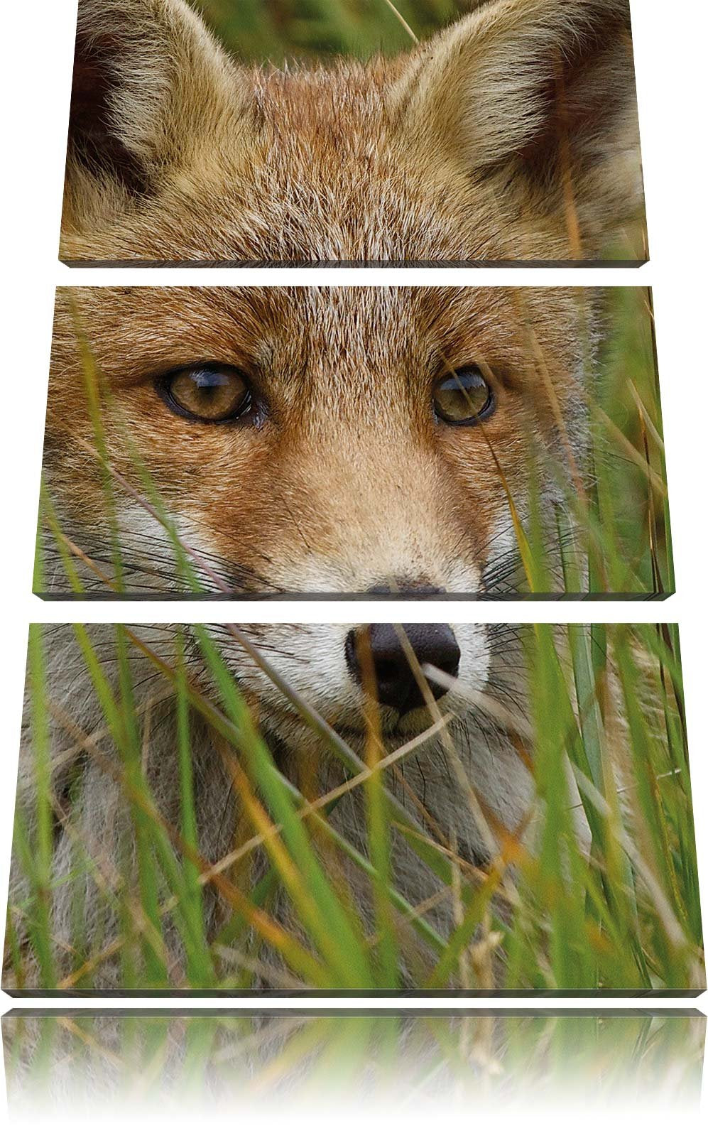 Pixxprint junger Fuchs auf Wiese als Leinwandbild/Grösse: 3 Teilig (120x80) cm/Wandbild/Kunstdruck/f