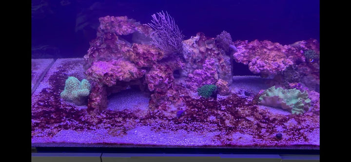 Plankton Synechococcus sp. (5 Liter) Cyano Stopp Fütterung von Korallen und Filtrier …