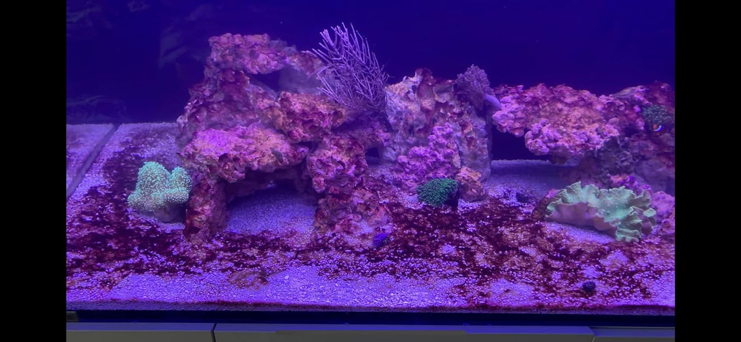 Plankton Synechococcus sp. (3 Liter) Cyano Stopp Fütterung von Korallen und Filtrier …