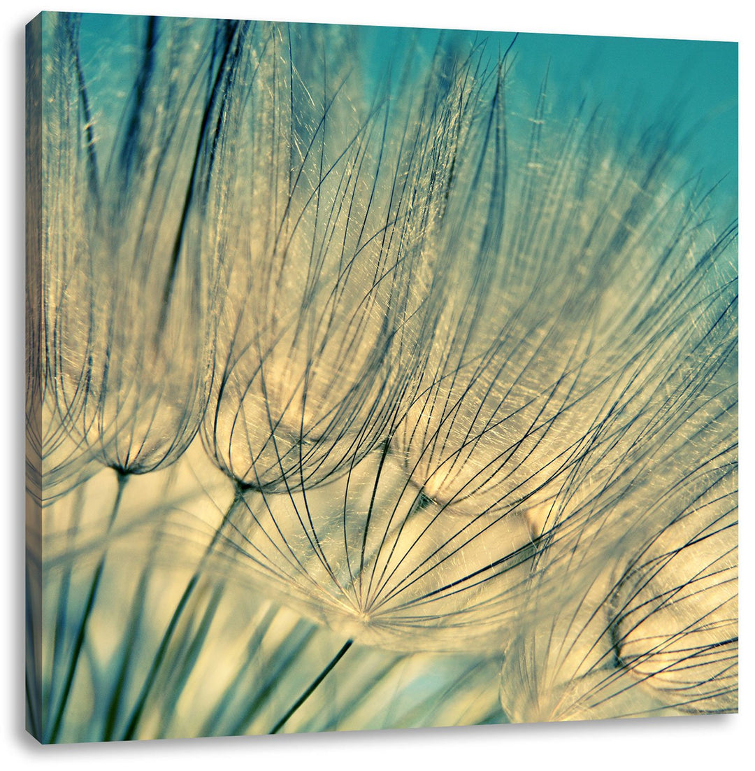 Pixxprint Pusteblumen, Format: 70x70 auf Leinwand, XXL riesige Bilder fertig gerahmt mit Keilrahmen,