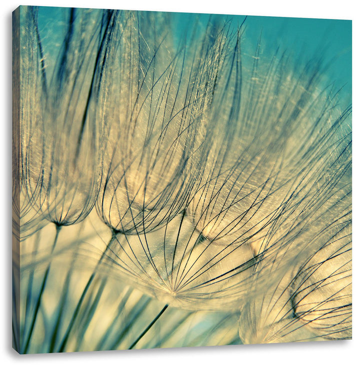 Pixxprint Pusteblumen, Format: 70x70 auf Leinwand, XXL riesige Bilder fertig gerahmt mit Keilrahmen,