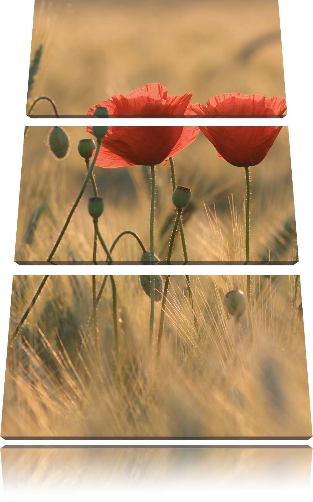 Pixxprint Zwei schöne Mohnblumen 3-Teiler Leinwandbild 120x80 Bild auf Leinwand