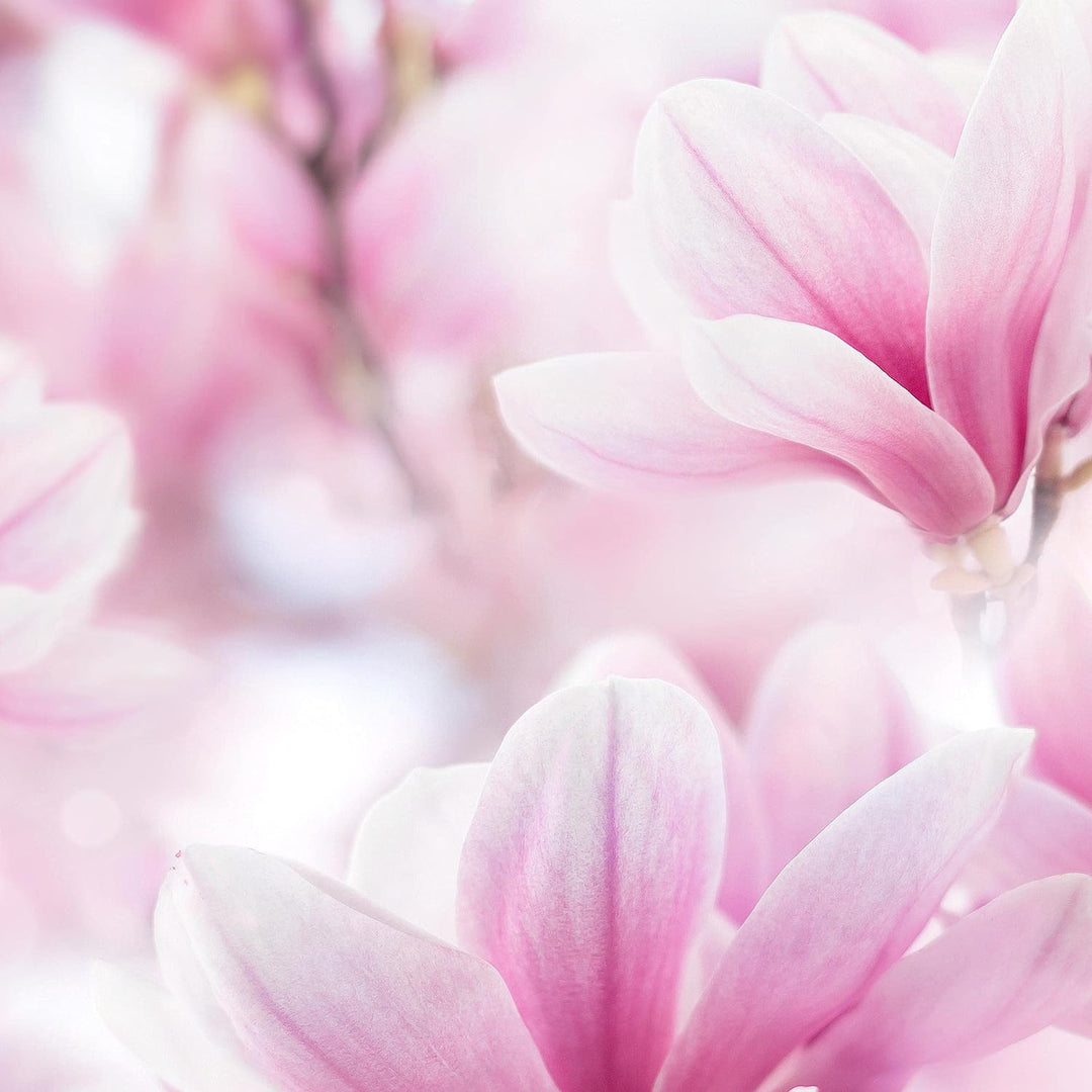 Runa Art Wandbilder Blumen Magnolien 5 Teilig Bild auf Vlies Leinwand Deko Wohnzimmer Blumenmotiv Ro
