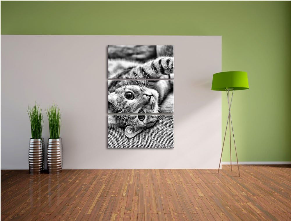 Pixxprint Süsses Kätzchen spielt als Leinwandbild/Grösse: 3 Teilig (120x80) cm/Wandbild/Kunstdruck/f