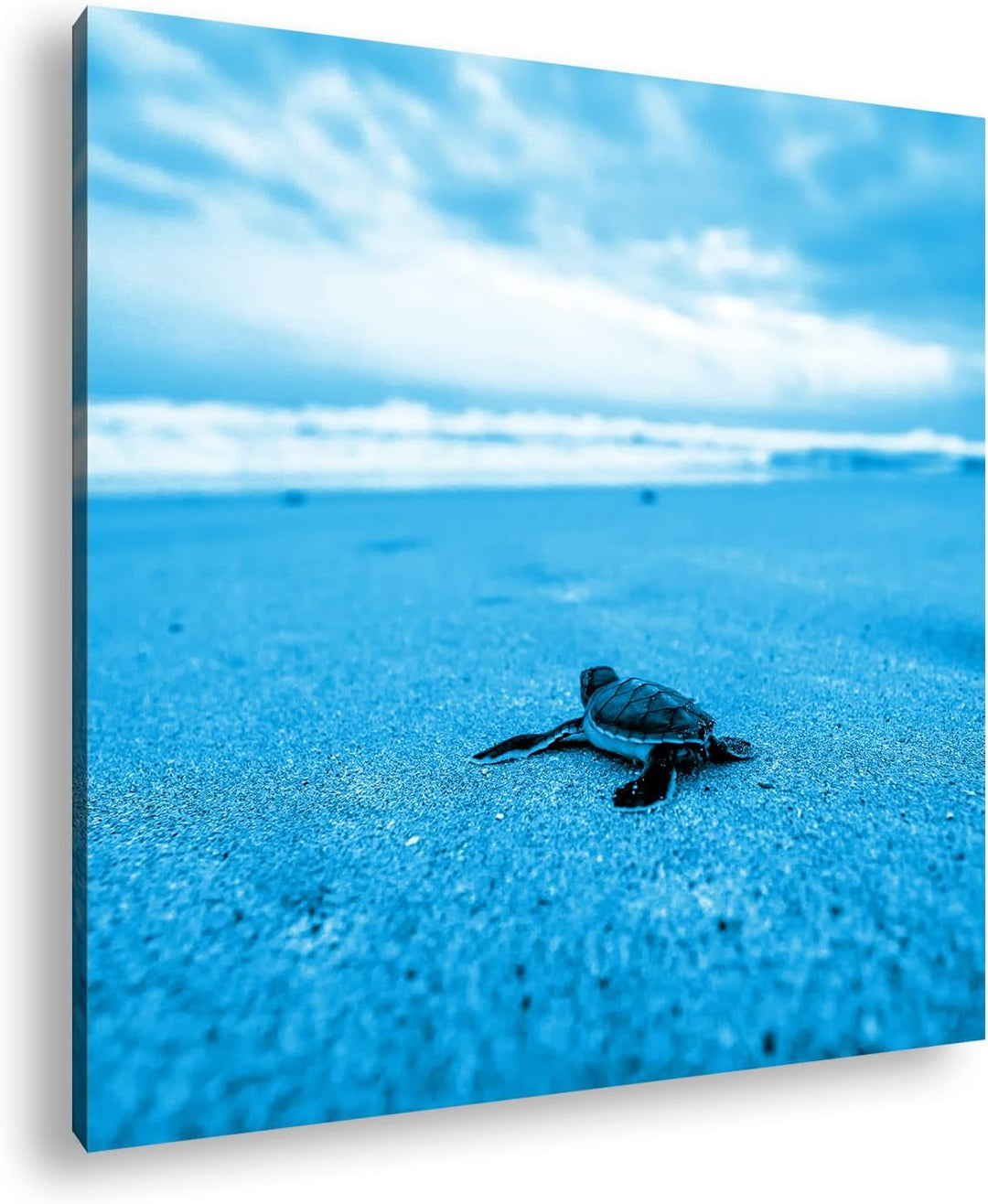deyoli niedliche kleine Schildkröte Format: 70x70 Effekt: Monocrome Blau als Leinwandbild, Motiv fer