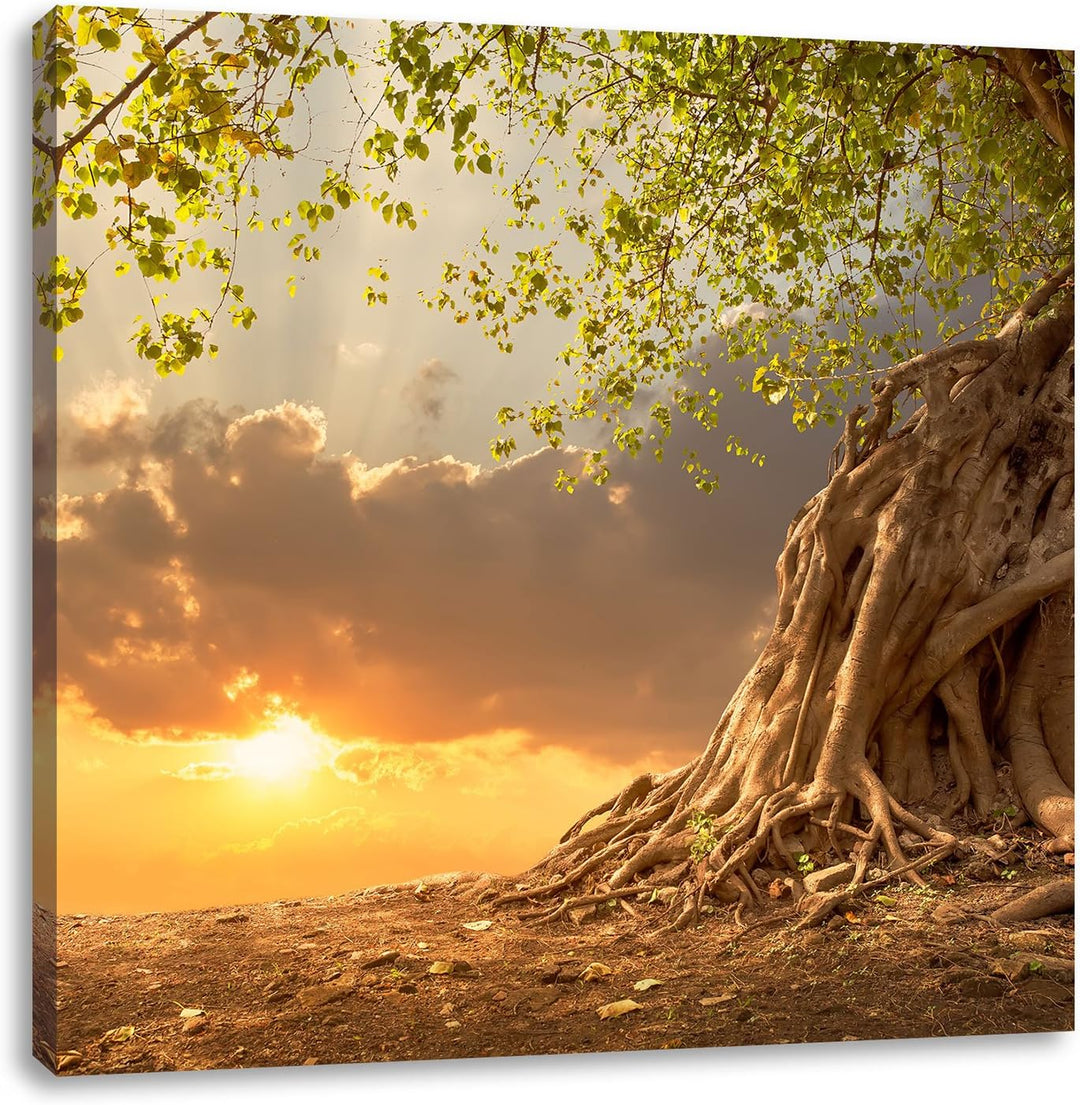 Pixxprint Baum / 70x70cm Leinwandbild bespannt auf Holzrahmen/Wandbild Kunstdruck Dekoration, 70x70