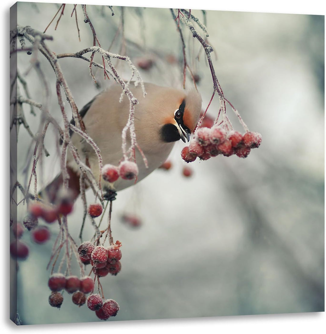 Pixxprint Kleiner Vogel im Vogelbeerbaum / 70x70cm Leinwandbild bespannt auf Holzrahmen/Wandbild Kun