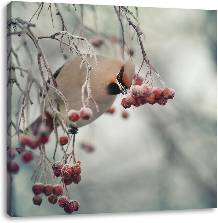 Pixxprint Kleiner Vogel im Vogelbeerbaum / 70x70cm Leinwandbild bespannt auf Holzrahmen/Wandbild Kun