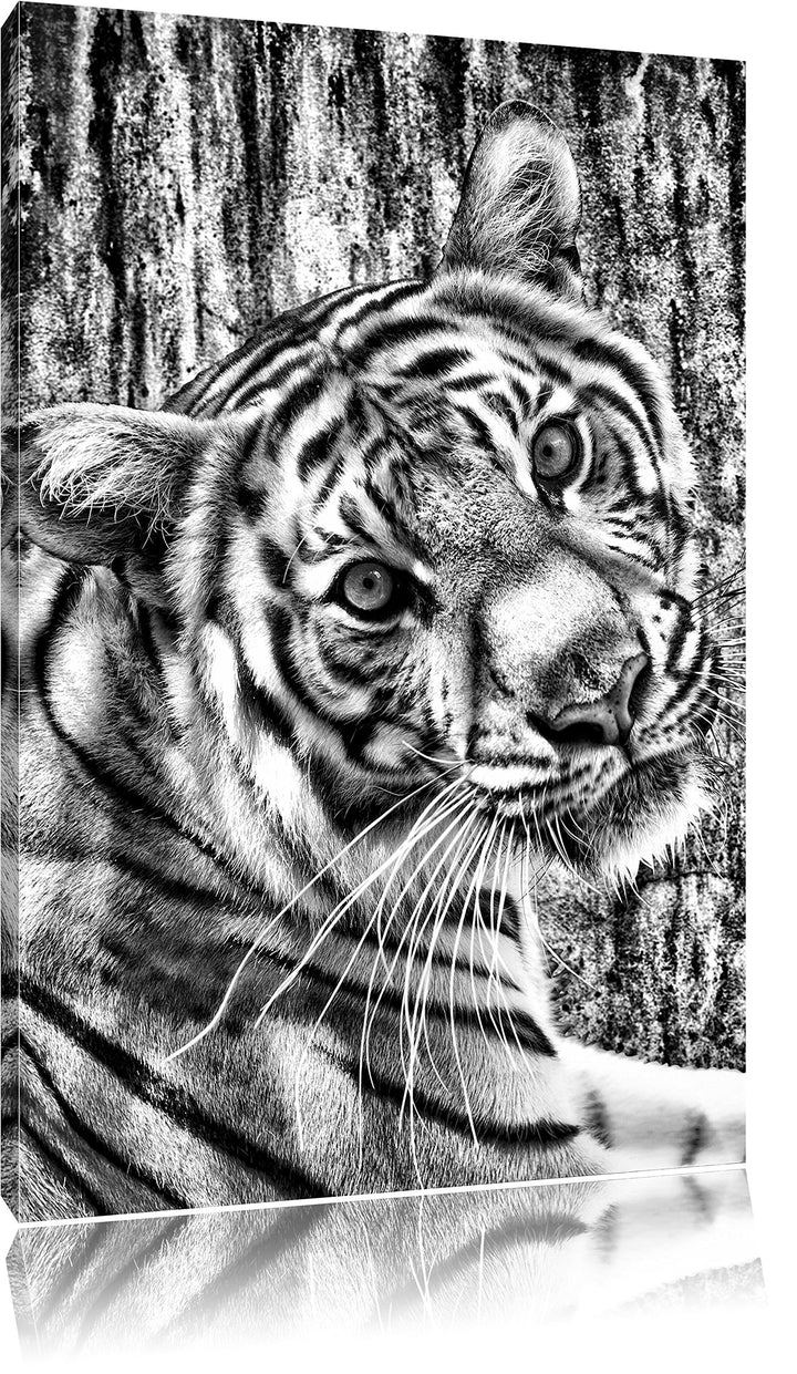 Pixxprint Neugieriger Tiger als Leinwandbild/Grösse: 100x70 / Wandbild/Kunstdruck/fertig bespannt, 1