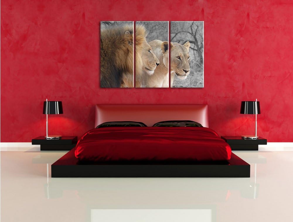 Pixxprint stolzes Löwenpaar als Leinwandbild | Grösse: 3 Teilig (120x80) | Wandbild| Kunstdruck | fe