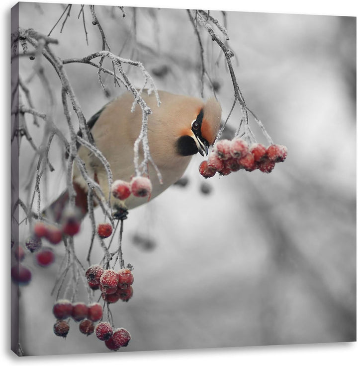 Pixxprint Kleiner Vogel im Vogelbeerbaum Schwarz/Weiss, Format: 70x70 auf Leinwand, 70x70