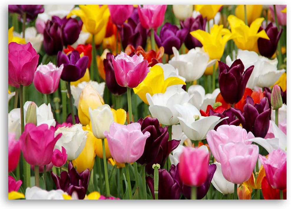 Feeby Bilder Tulpen Blumen 120x80 cm 1Teilig Wohnzimmer Schlafzimmer Flur Modern Wandbilder Bild auf