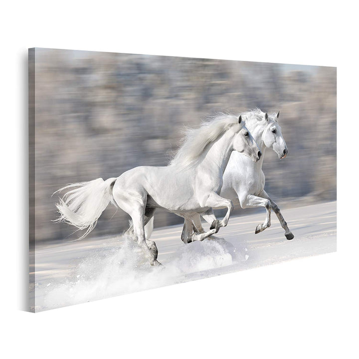 islandburner Bild auf Leinwand Zwei Weisse Pferde Winterlauf im Galopp Bilder Wandbilder Poster Lein