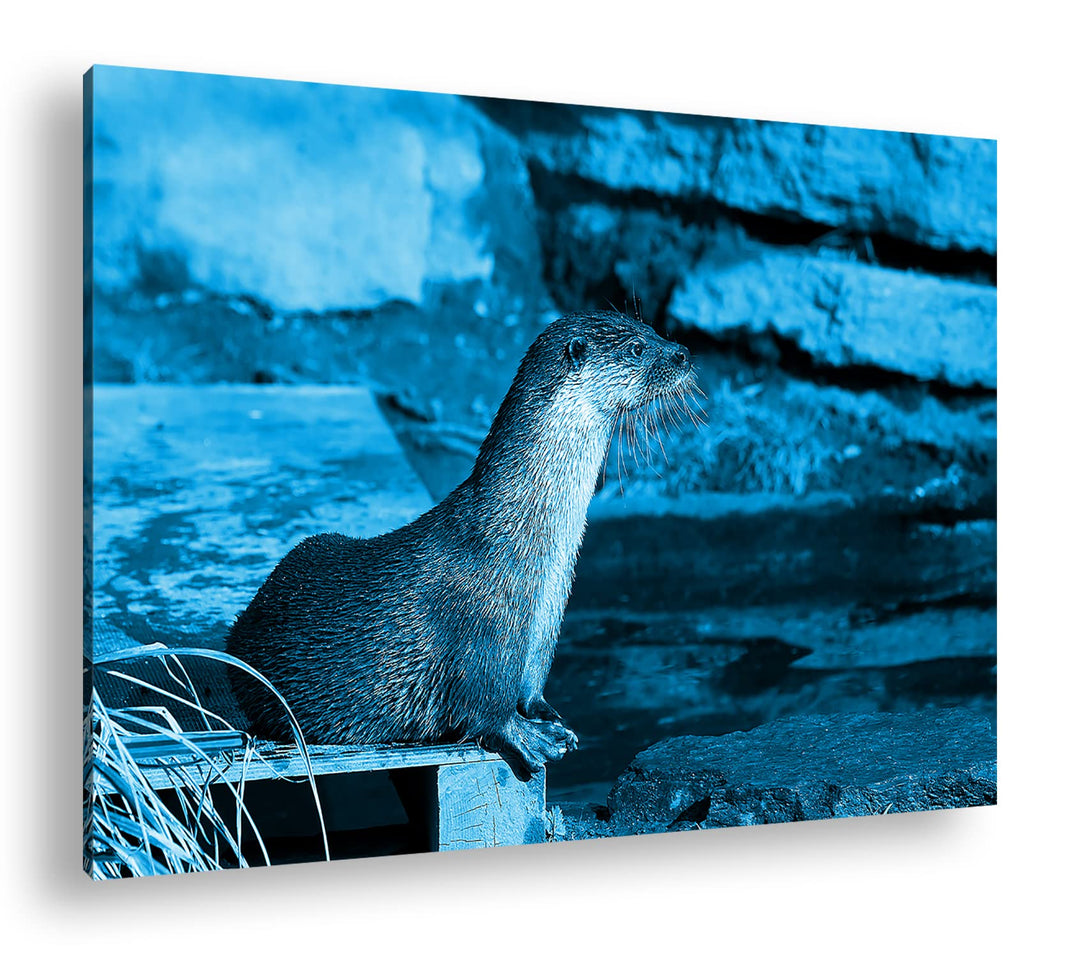 deyoli niedlicher kleiner Otter Format 80x60 Effekt: Monocrome Blau als Leinwandbild, Motiv fertig g