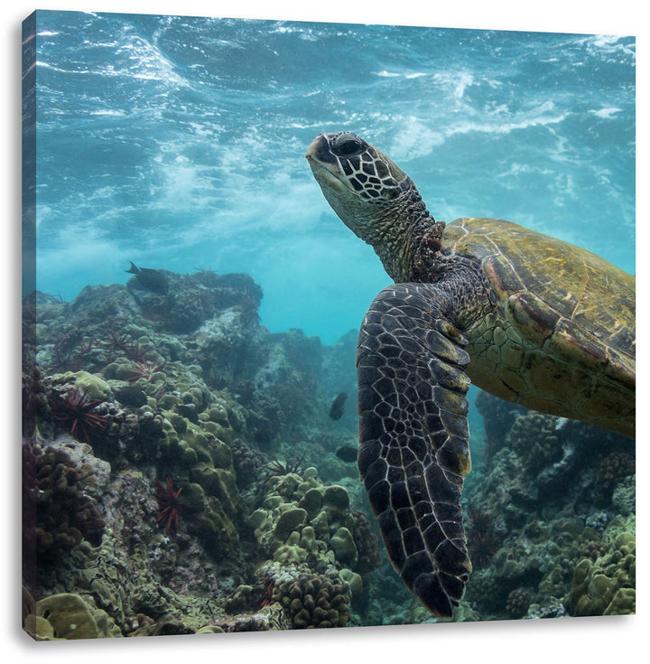Schildkröte im Pazifik, Format: 70x70 auf Leinwand, XXL riesige Bilder fertig gerahmt mit Keilrahmen