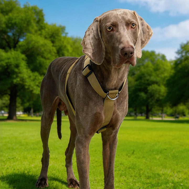 Hundegeschirr Mittelgrosse Grosse Hunde, Anti Zug Brustgeschirr Verstellbar mit Front Clip, Taktisch