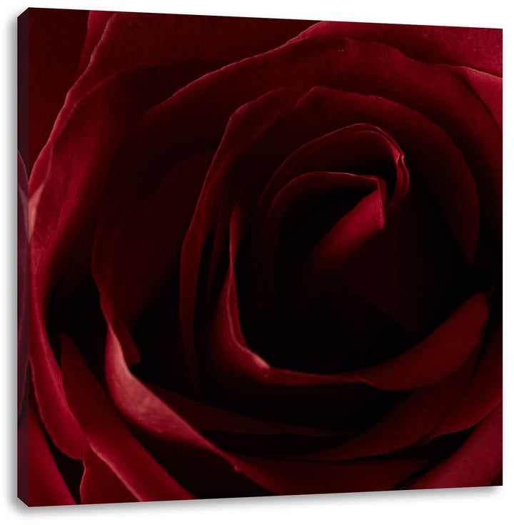 Pixxprint Rote Rose, Format: 70x70 auf Leinwand, XXL riesige Bilder fertig gerahmt mit Keilrahmen, K