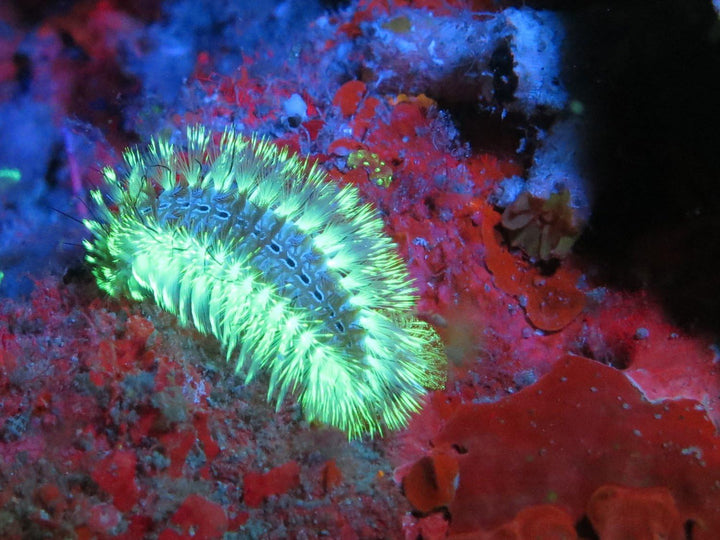 SeaLife Sea Dragon Fluoaro Dual Beam Tauchlampe Videoleuchte