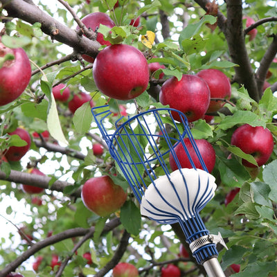 MaidMAX Obstpflücker mit Teleskopstiel aus Edelstahl 4 Meter, Apfelpflücker mit Gelenk und Schaumsto