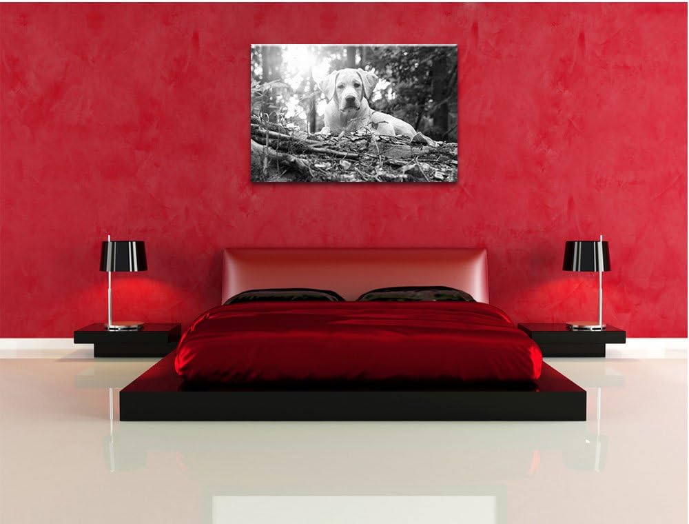 Pixxprint Hund im Wald bei Sonneuntergang / 100x70cm Leinwandbild bespannt auf Holzrahmen/Wandbild K