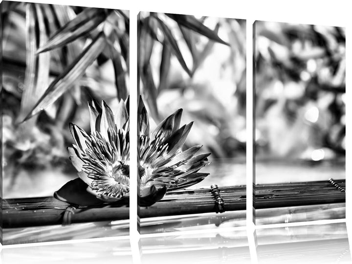 Pixxprint Seerose auf Bambus Wellness als Leinwandbild/Grösse: 3 Teilig (120x80) cm/Wandbild/Kunstdr