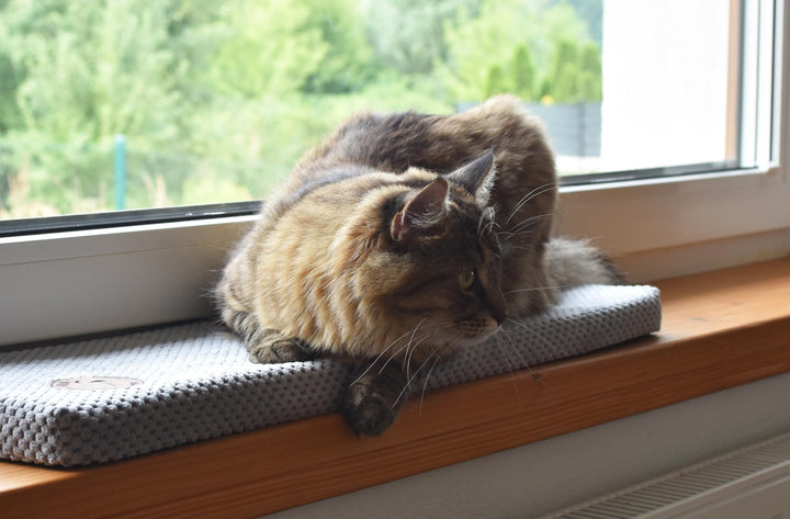 Prime Katzen Fensterliege Für Katzen, Fensterbank mit Einer Rutschfesten Rückseite, Katzenbett Fenst