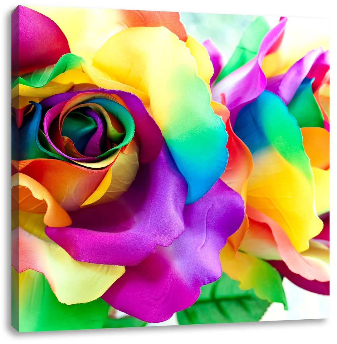 Kunterbunte Rosen, Format: 70x70 auf Leinwand, XXL riesige Bilder fertig gerahmt mit Keilrahmen, Kun