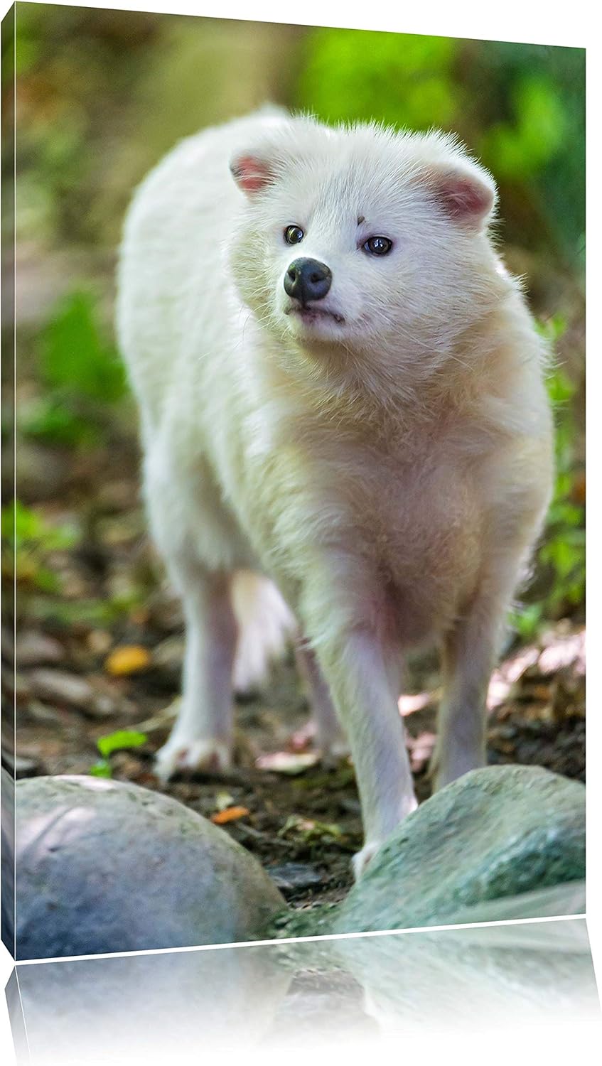 Pixxprint niedlicher Polarfuchs auf Leinwand, XXL riesige Bilder fertig gerahmt mit Keilrahmen, Kuns