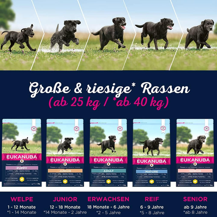 Eukanuba Hundefutter mit frischem Huhn für grosse Rassen, Premium Trockenfutter für Senior Hunde, 15