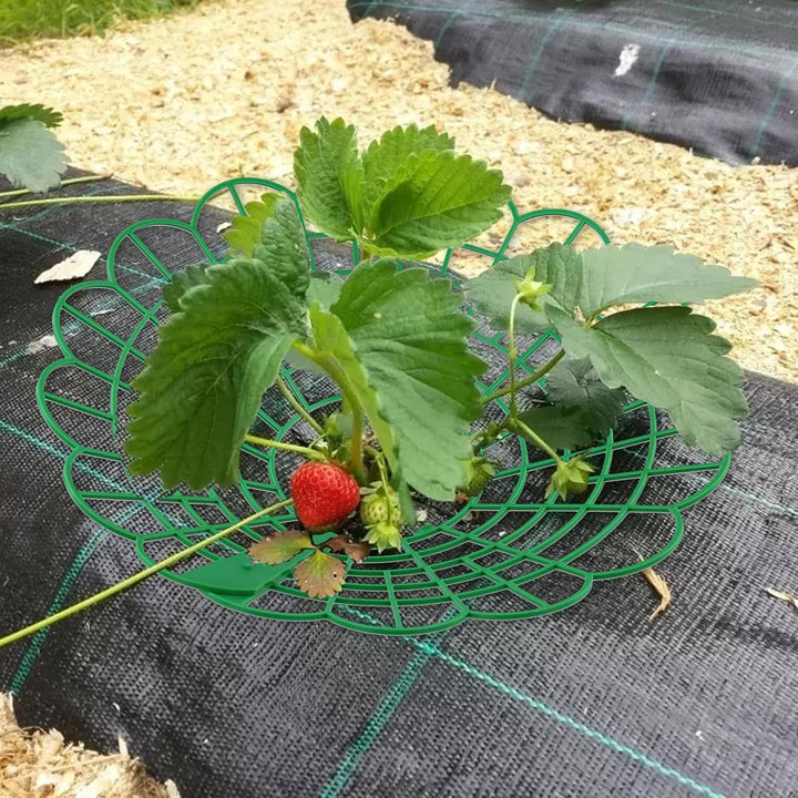 25 Stück 29cm Erdbeerreifer Set, Erdbeeren Fruchtreifer aus Kunststoff, Erdbeerstützen Ständer, Erdb