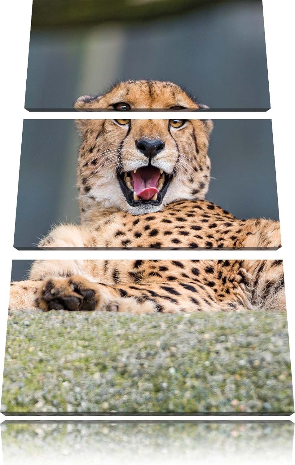 Pixxprint gähnender Gepard als Leinwandbild/Grösse: 3 Teilig (120x80) cm/Wandbild/Kunstdruck/fertig