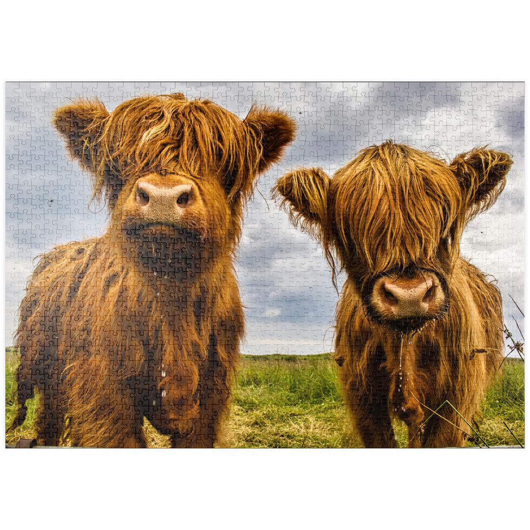 Zwei süsse Hochlandkühe - Premium 1000 Teile Puzzle - MyPuzzle Sonderkollektion von Puzzle Galaxy, 1