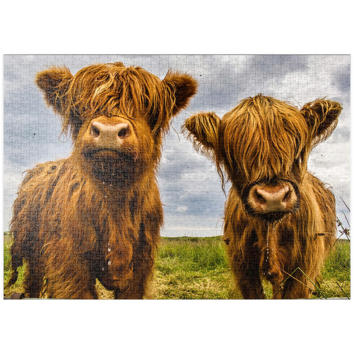 Zwei süsse Hochlandkühe - Premium 1000 Teile Puzzle - MyPuzzle Sonderkollektion von Puzzle Galaxy, 1