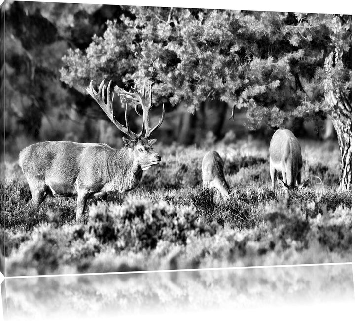 Pixxprint Hirschfamilie Wiese / 100x70cm Leinwandbild bespannt auf Holzrahmen/Wandbild Kunstdruck De
