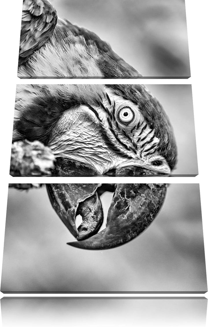 Pixxprint schöner Gelbbrustara als Leinwandbild/Grösse: 3 Teilig (120x80) cm/Wandbild/Kunstdruck/fer