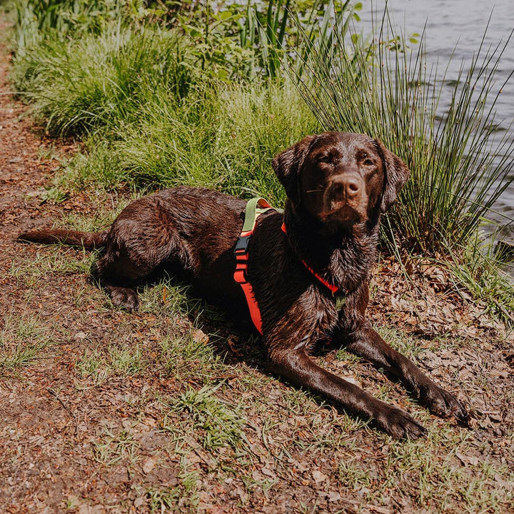 Hundegeschirr Handmade, 5-Fach verstellbar & wasserfest, Made in Germany, kleine bis sehr grosse Hun