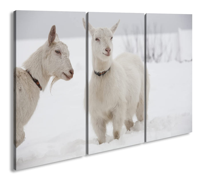deyoli weisse Ziegen im Schnee Format: 3-teilig 120x80 als Leinwand, Motiv fertig gerahmt auf Echtho