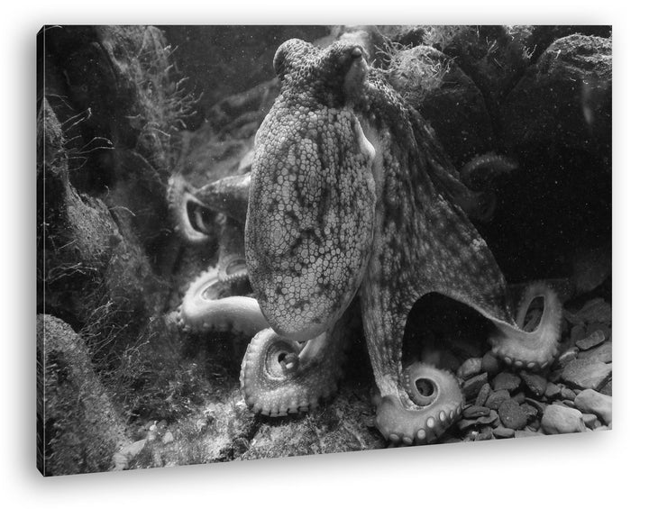 deyoli Oktopus am Korallenriff Effekt: Schwarz/Weiss Format: 80x60 als Leinwandbild, Motiv fertig ge