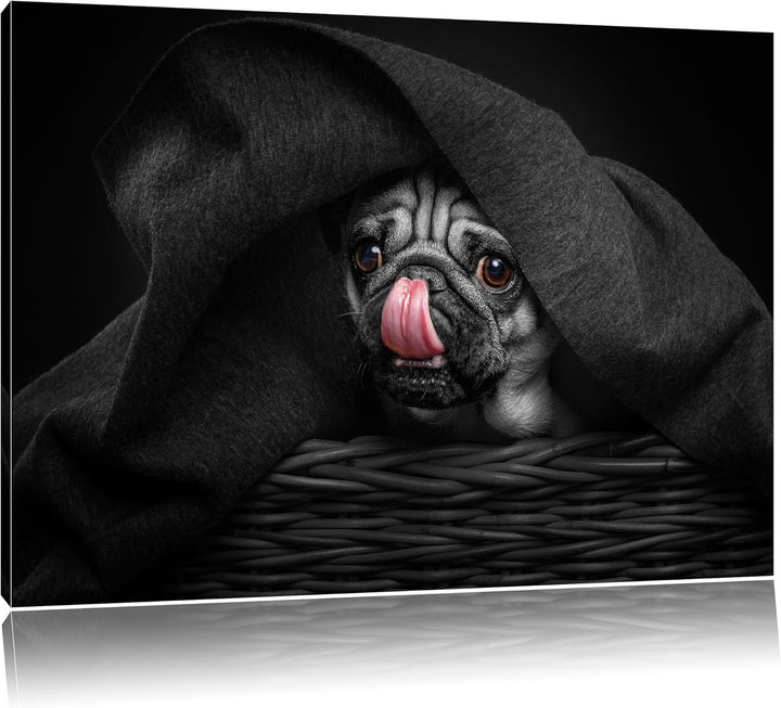 Pixxprint Süsser Mops unter der Decke als Leinwandbild/Grösse: 100x70 cm/Wandbild/Kunstdruck/fertig