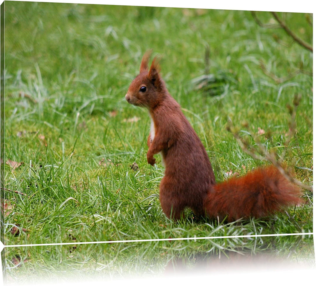kleines Eichhörnchen auf Waldboden Leinwand, XXL riesige Bilder fertig gerahmt mit Keilrahmen, Kunst