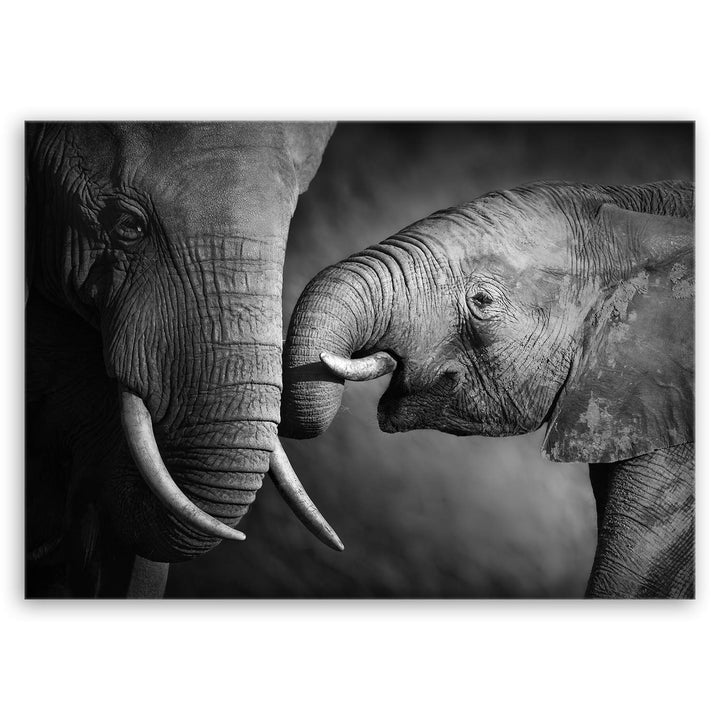 ge Bildet Bild auf Leinwand | Elefanten - schwarz weiss in 70x50 cm als Wandbild | Wand-deko Dekorat