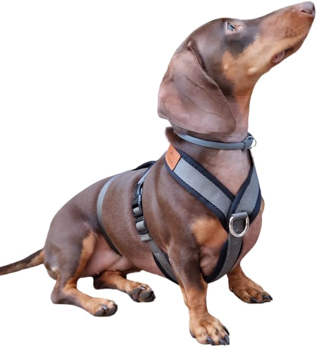 3-Punkt-Gurt mit Anti-Ziehen, ideal für Lebreles: Italienischer Windhund, Whippet, Windhund, Podenco